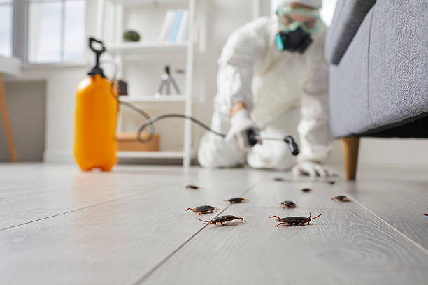 Post-Treatment Bed Bug Interceptor Monitoring in Montura